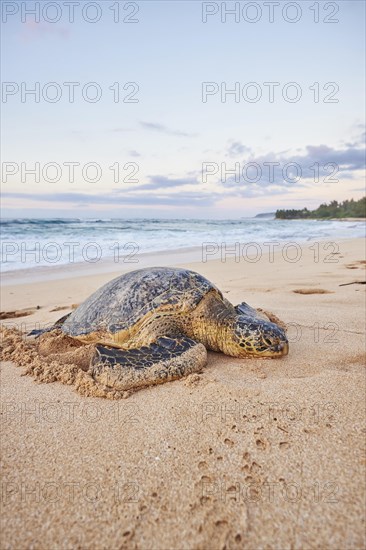 Green sea turtle (Chelonia mydas) on turtle bay