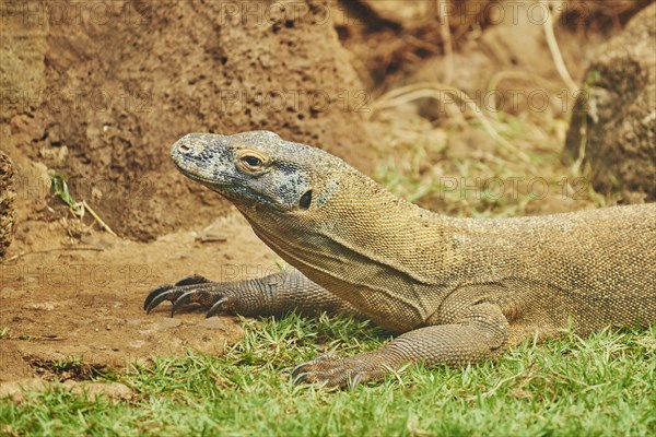 Komodo dragon (Varanus komodoensis)