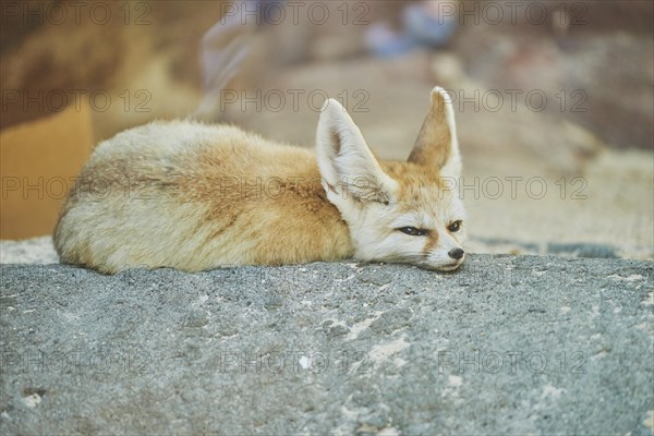 Fennec fox