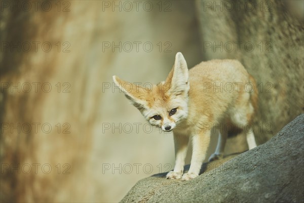 Fennec fox