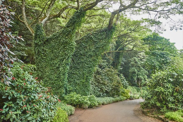 Tropical flora of the Waimea Botanical Garden