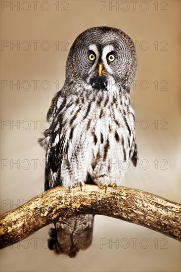 Great grey owl (Strix nebulosa)