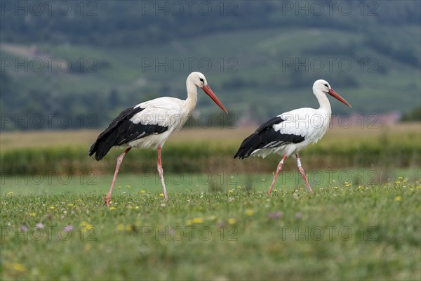 White storks (Ciconia ciconia)