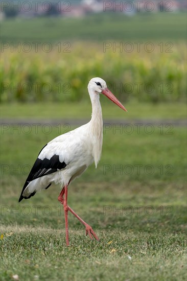 White stork (Ciconia ciconia)