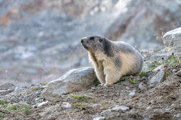 Marmot (Marmota)