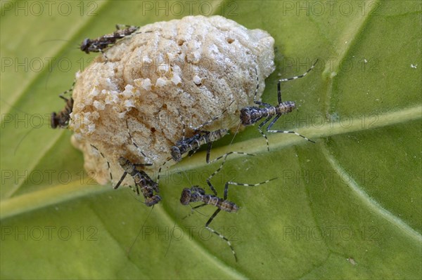 Emerged young praying mantises