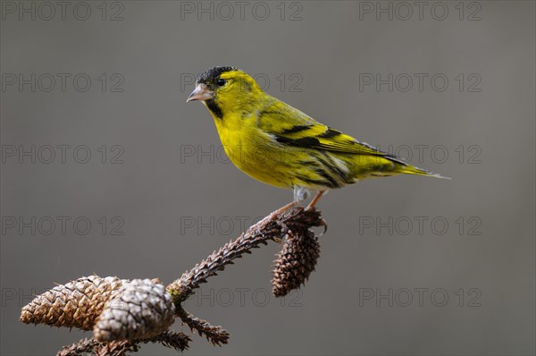 Siskin