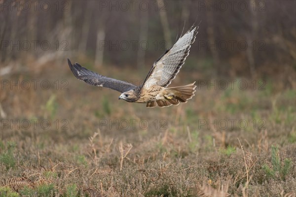 Red-tailed Hawk