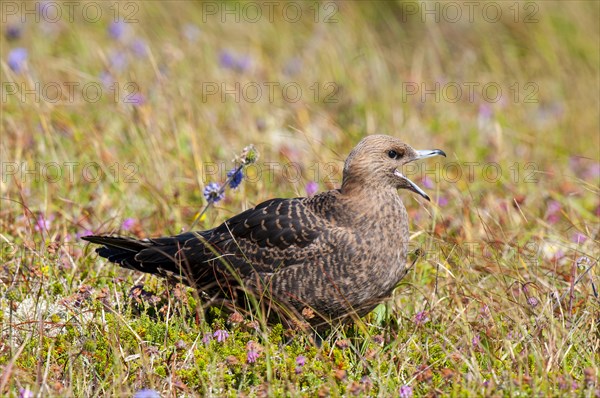 Arctic Skua