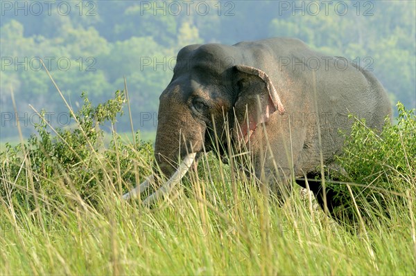 Asian Elephant