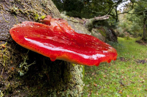 Beefsteak fungus