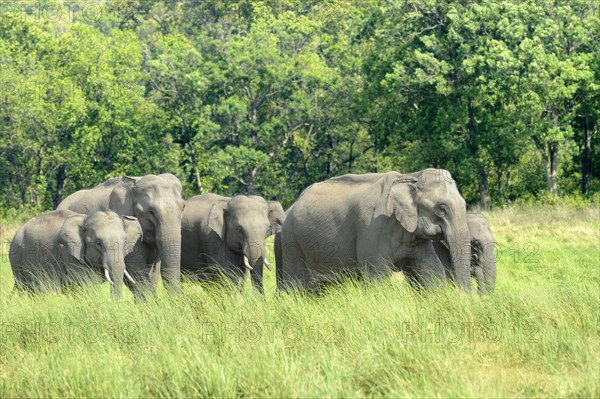 Asian Elephant