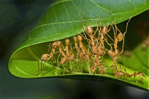 Green Weaver Ant