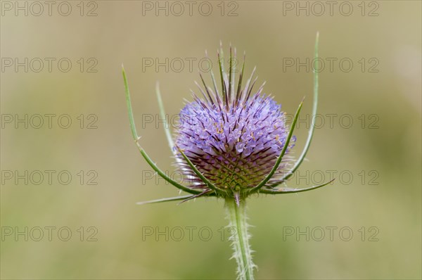 Common Teasel