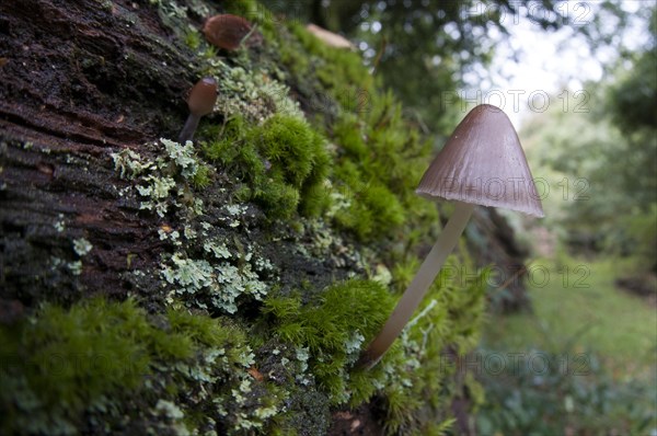 Stump fairy helmet