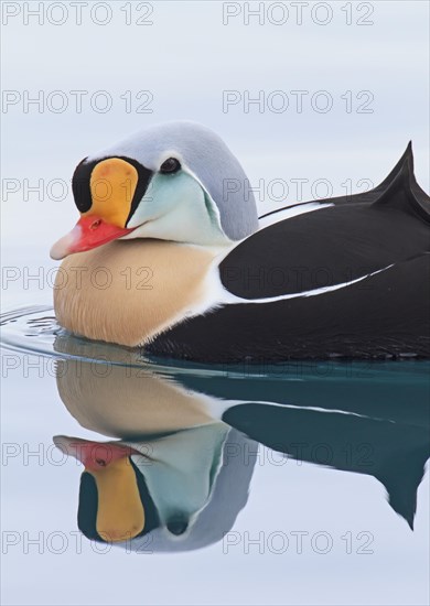 King Eider