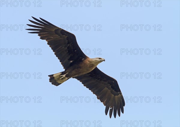 Pallas's Fish-eagle