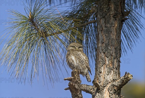 Asian Barred Owlet