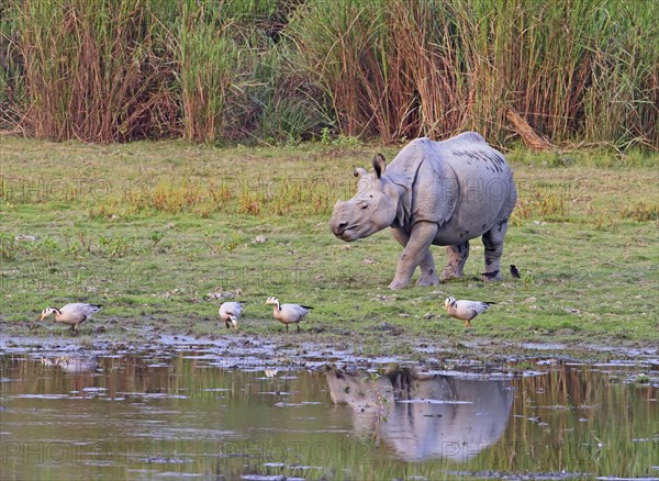 Indian Rhinoceros