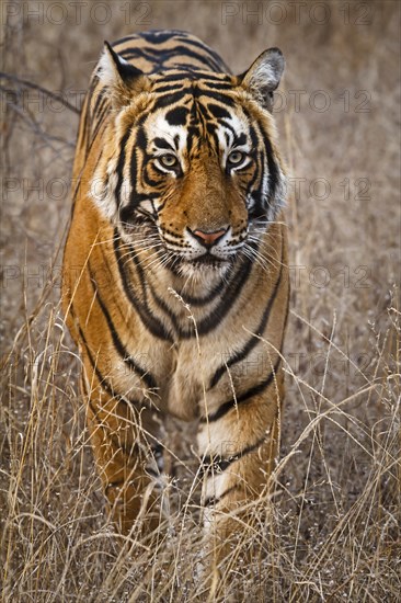 Indian Tiger