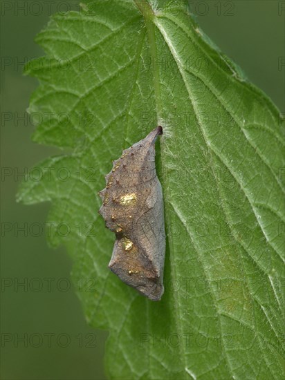 Red Admiral