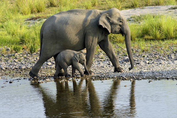 Adult cow elephant and cow walking on the river banks at dawn