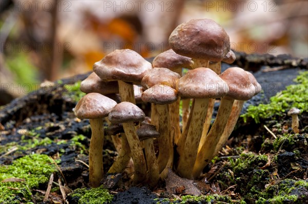 Fruiting bodies of brick tuft fungus