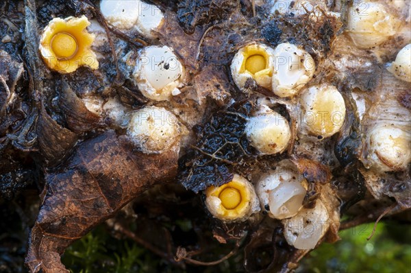 Fruiting bodies of shooting star fungus