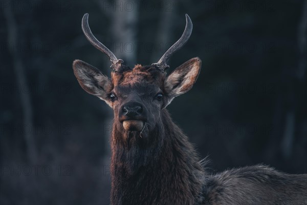 Elk