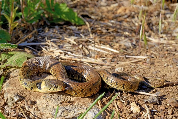 Ringed snake