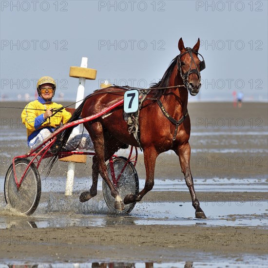 Horse and rider in Sulky