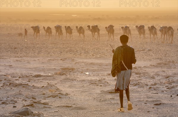 Herdsman walks towards Caravan of dromedaries