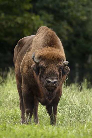 European Bison