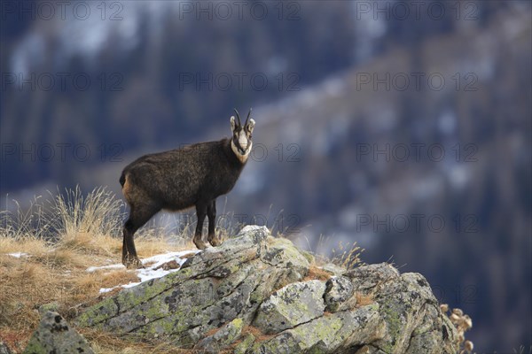 Chamois buck