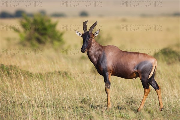 Topi