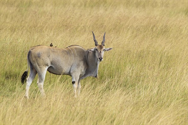 Common eland