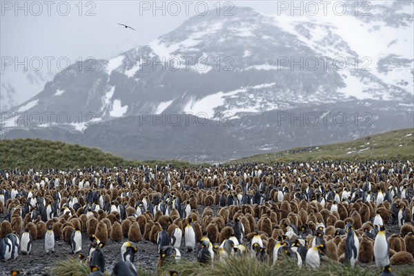 King penguins