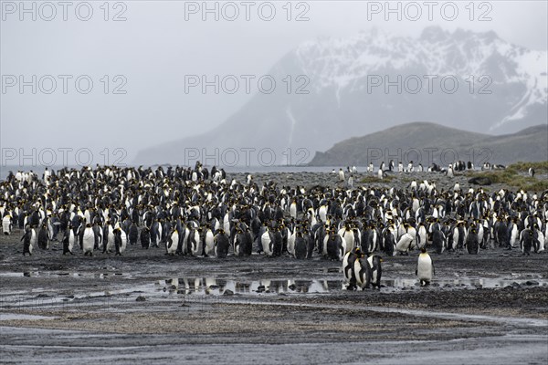 King penguins