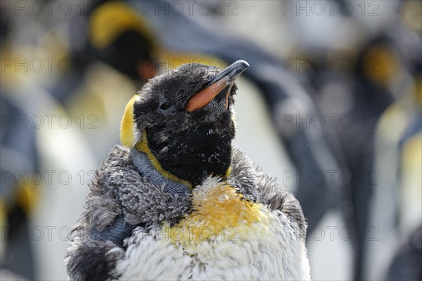 King penguin