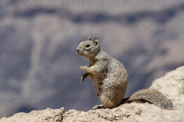 Arizona grey squirrel