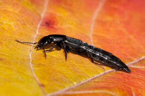 Devil's coach-horse beetle