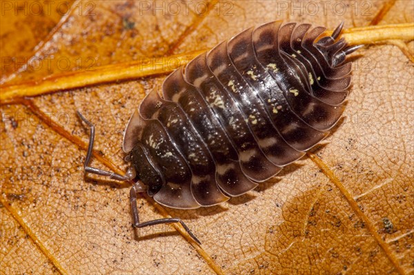 Common shiny woodlouse