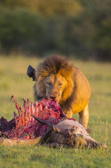 African lion