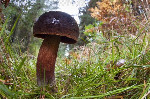 Scarletina bolete