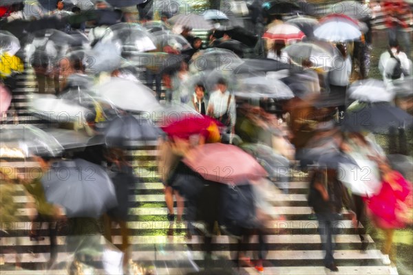 Crowd with umbrellas on zebra crossings at night