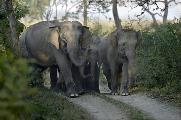 Asian Elephant