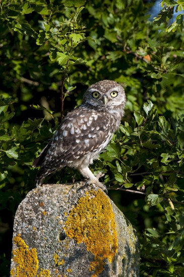 Little Owl