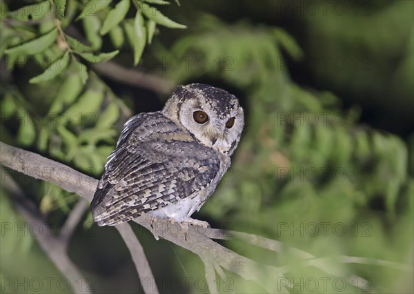 Indian Scops-owl