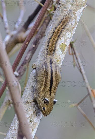 Himalayan Striped Squirrel