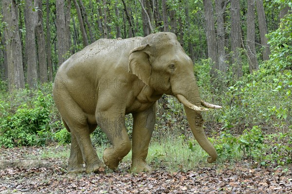 Bull elephant